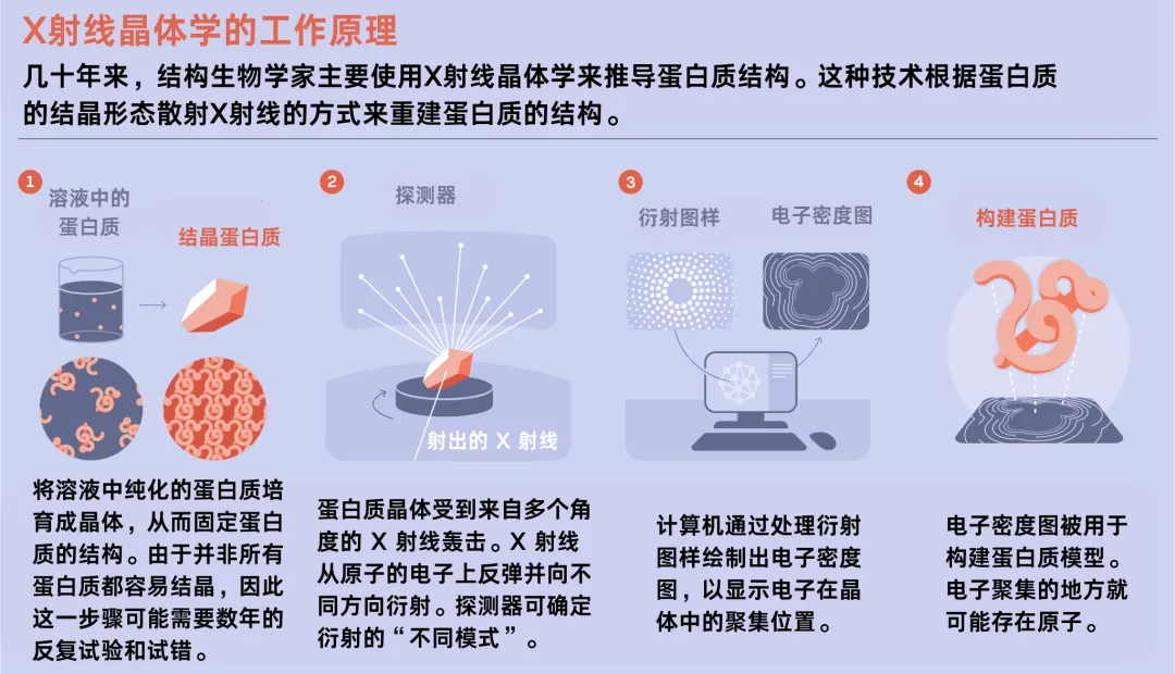 诺贝尔化学奖颁给DeepMind，AI是如何终结蛋白质研究的？