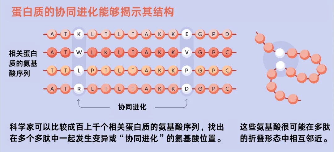 诺贝尔化学奖颁给DeepMind，AI是如何终结蛋白质研究的？