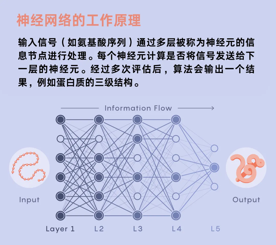 诺贝尔化学奖颁给DeepMind，AI是如何终结蛋白质研究的？