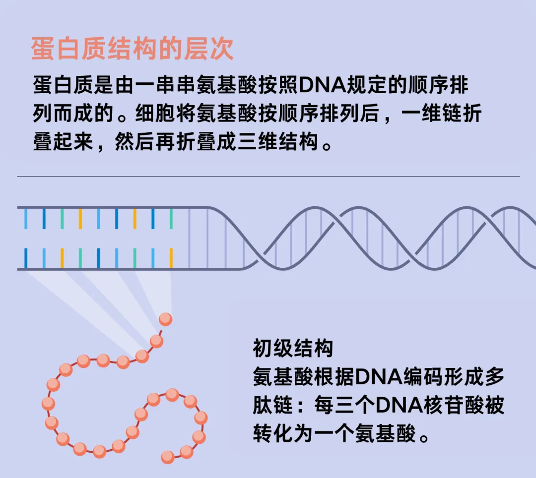 诺贝尔化学奖颁给DeepMind，AI是如何终结蛋白质研究的？