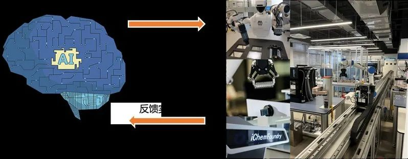 入选NeurIPS 24，浙大团队提出全新去噪蛋白质语言模型DePLM，突变效应预测优于SOTA模型