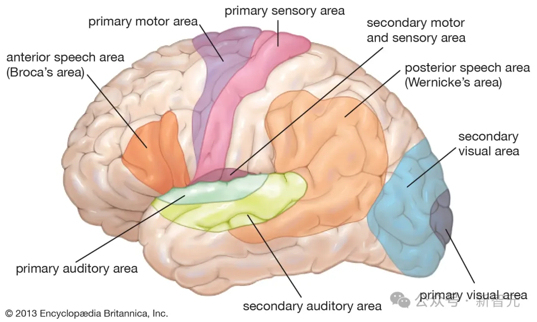 AI「长脑子」了？LLM惊现「人类脑叶」结构并有数学代码分区，MIT大牛新作震惊学界！