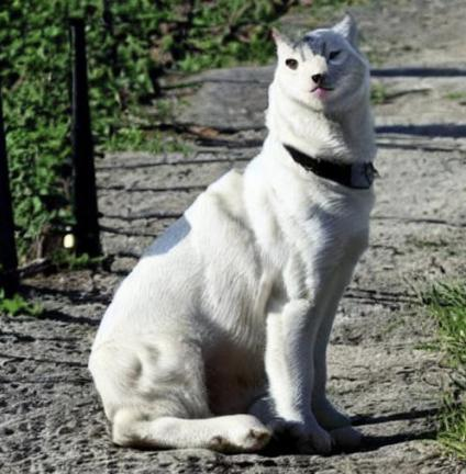 把猫看成狗，把车当成牛？给AI投毒后，AI再也没办法画画了