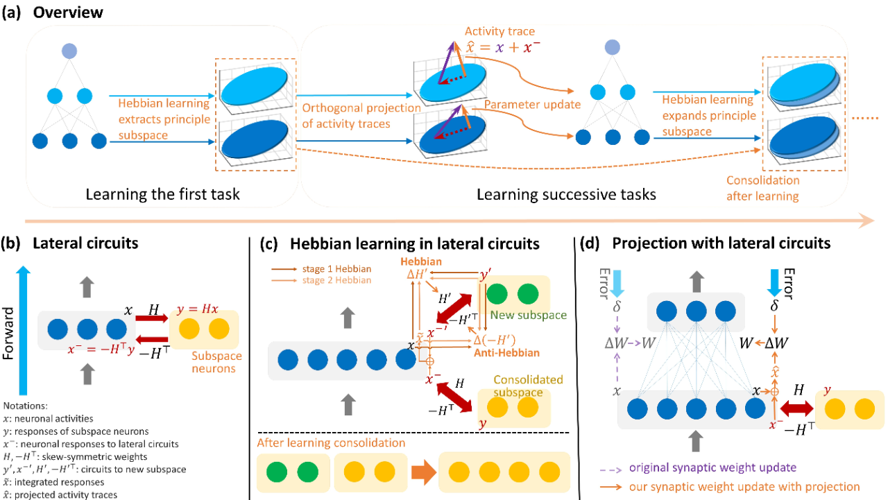 ICLR 2024 | 连续学习不怕丢西瓜捡芝麻，神经形态方法保护旧知识