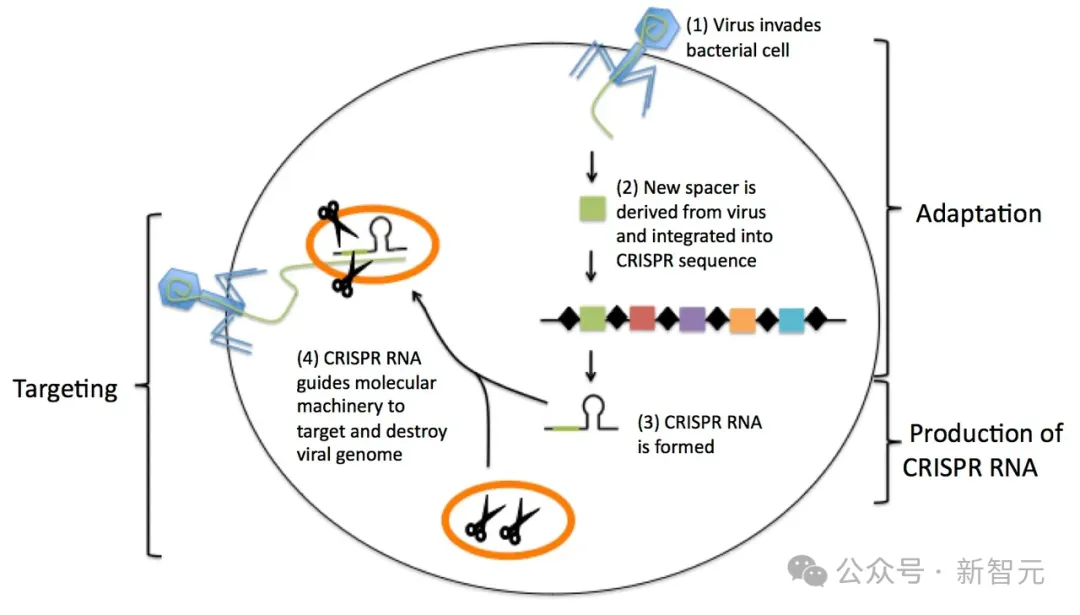 AI成功改写人类DNA，全球首个基因编辑器震撼开源！近5倍蛋白质宇宙LLM全生成