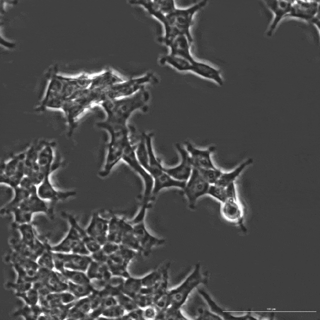 AI成功改写人类DNA，全球首个基因编辑器震撼开源！近5倍蛋白质宇宙LLM全生成