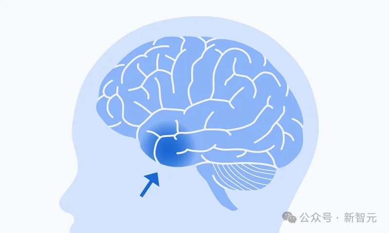 十年磨一「图」，谷歌震撼发布纳米级人脑图谱！AI加持人类大脑研究