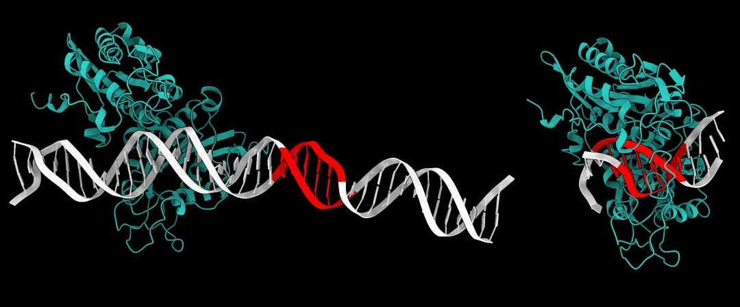 AlphaFold 3轻松应对核酸、脂类分子？科学家迫不及待地更新了评测
