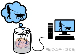 瑞士发布世界首个生物处理器！16个人脑类器官开放全球远程访问，能耗降低一百万倍