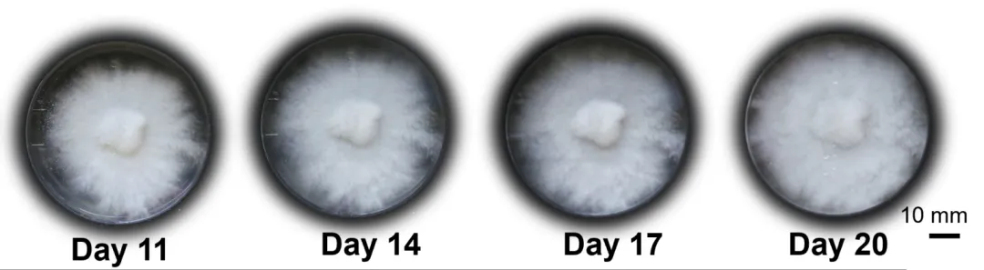 用杏鲍菇控制机器人运动！康奈尔等新研究登Science子刊