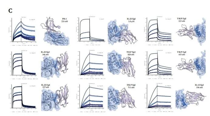 懂推理的蛋白质大模型来了!AI自主设计,50个分子命中抗体,成功率达15.5%,效率提升百倍!