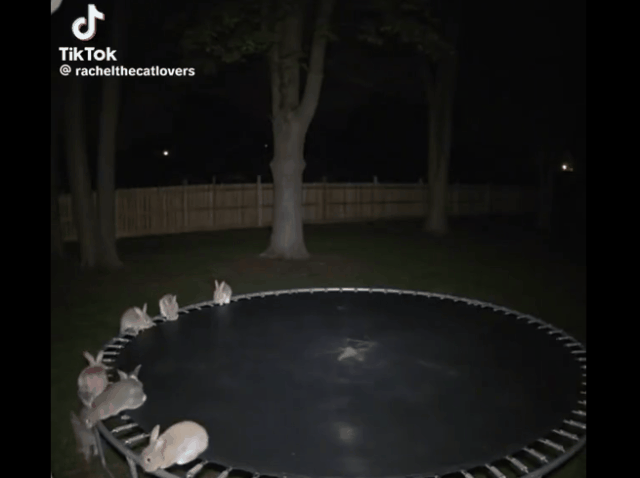 AI狂造人类失踪案，百万网友疯狂上头！爆款视频脑洞太离谱，原地笑疯