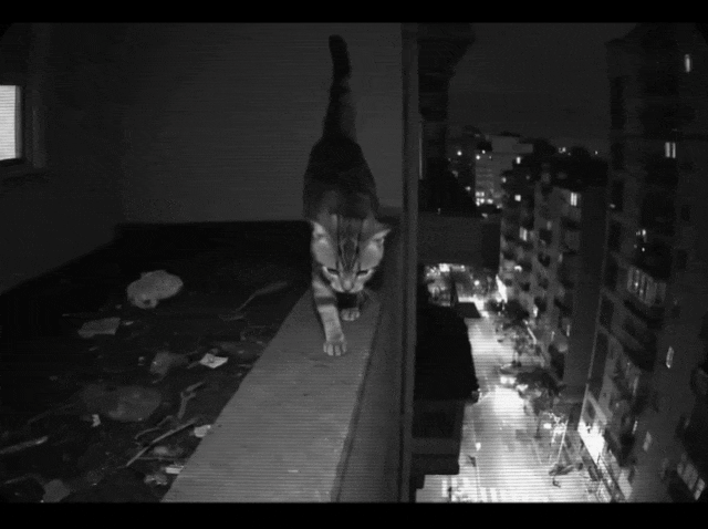 AI狂造人类失踪案，百万网友疯狂上头！爆款视频脑洞太离谱，原地笑疯