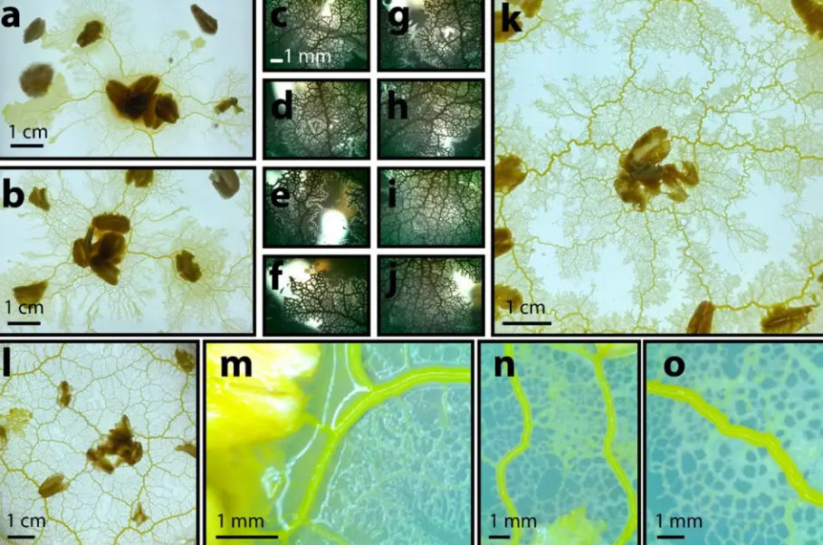 95后哈佛博士生基于黏菌创办公司，将黏菌网络转为城市设计AI工具，已用于校园与社区规划