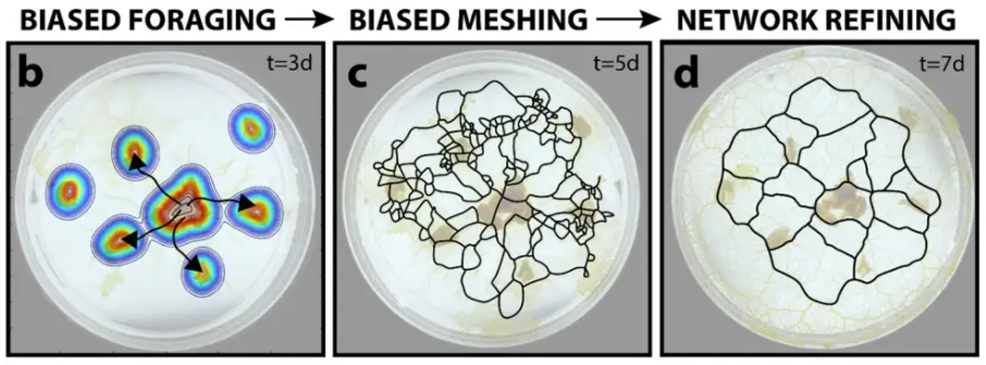 95后哈佛博士生基于黏菌创办公司，将黏菌网络转为城市设计AI工具，已用于校园与社区规划