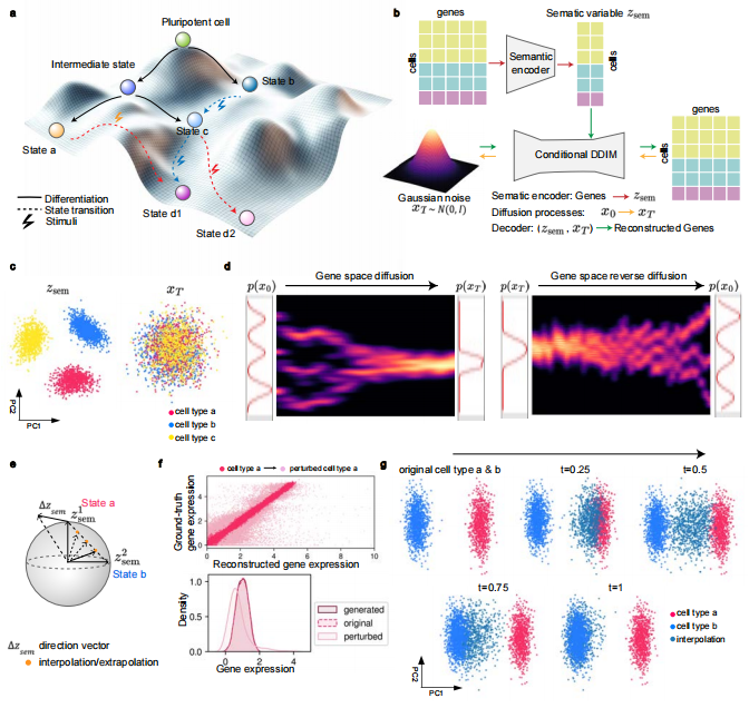 AI虚拟细胞诞生!科学家成功预测药物作用、细胞命运和器官发育