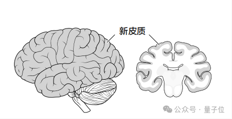 AI为啥不懂物理世界?李飞飞、杨立昆:缺个「世界模型」,得学大脑新皮质工作