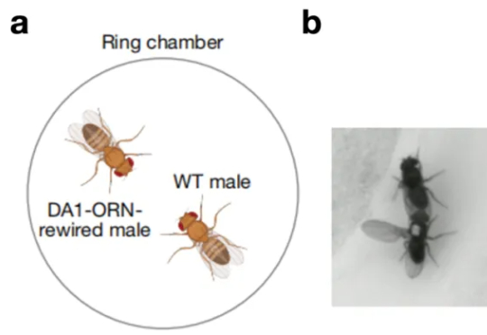 科学家操控果蝇爱上同性，揭示神经连接密码，或催生更强大AI