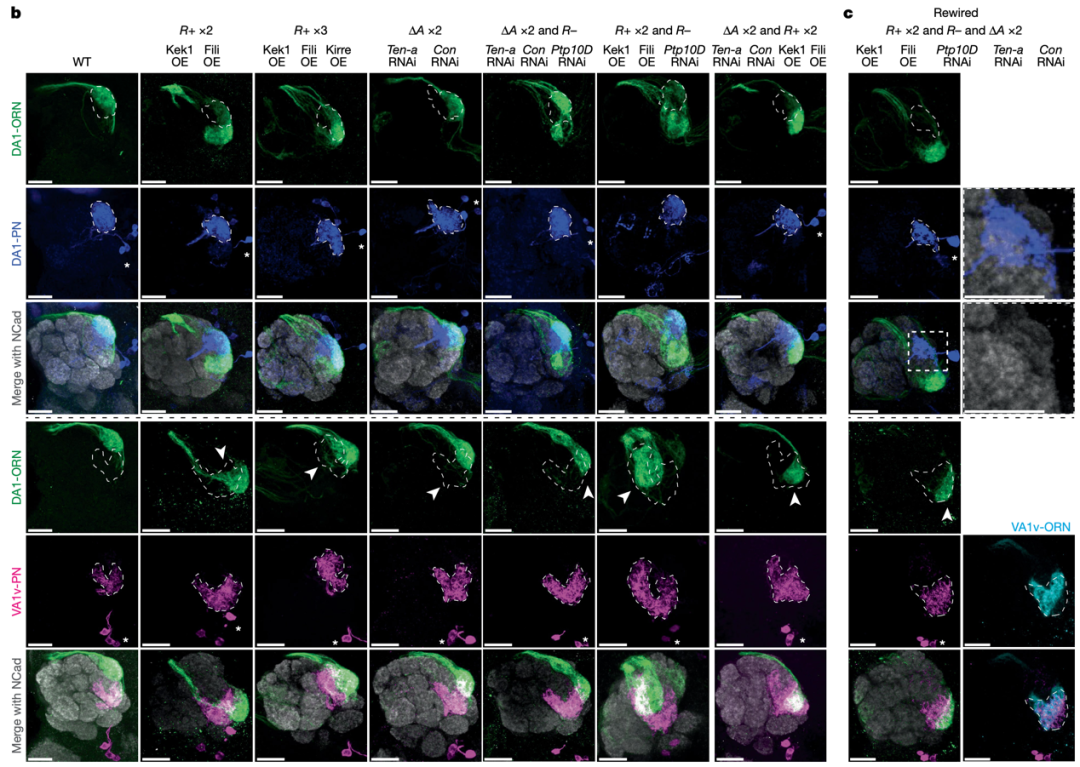 科学家操控果蝇爱上同性，揭示神经连接密码，或催生更强大AI
