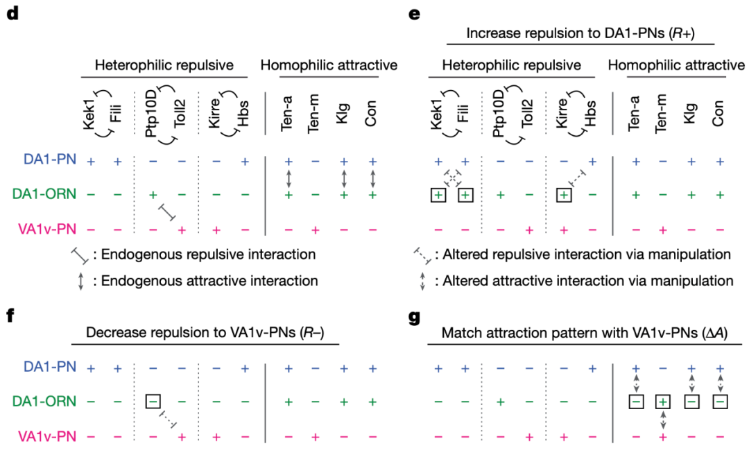 科学家操控果蝇爱上同性，揭示神经连接密码，或催生更强大AI