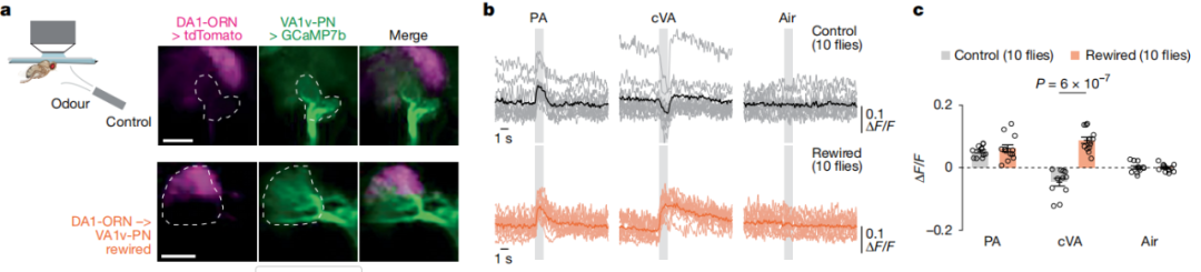 科学家操控果蝇爱上同性，揭示神经连接密码，或催生更强大AI