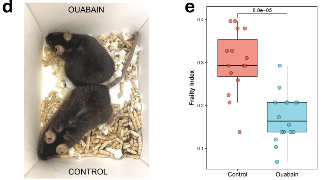 AI帮人类发现长寿药！95后科学家开发抗衰大模型，揭示数千种可逆转生物年龄的干预措施