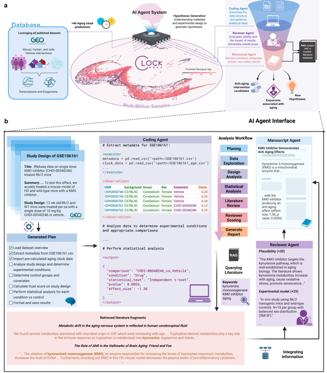 AI帮人类发现长寿药！95后科学家开发抗衰大模型，揭示数千种可逆转生物年龄的干预措施