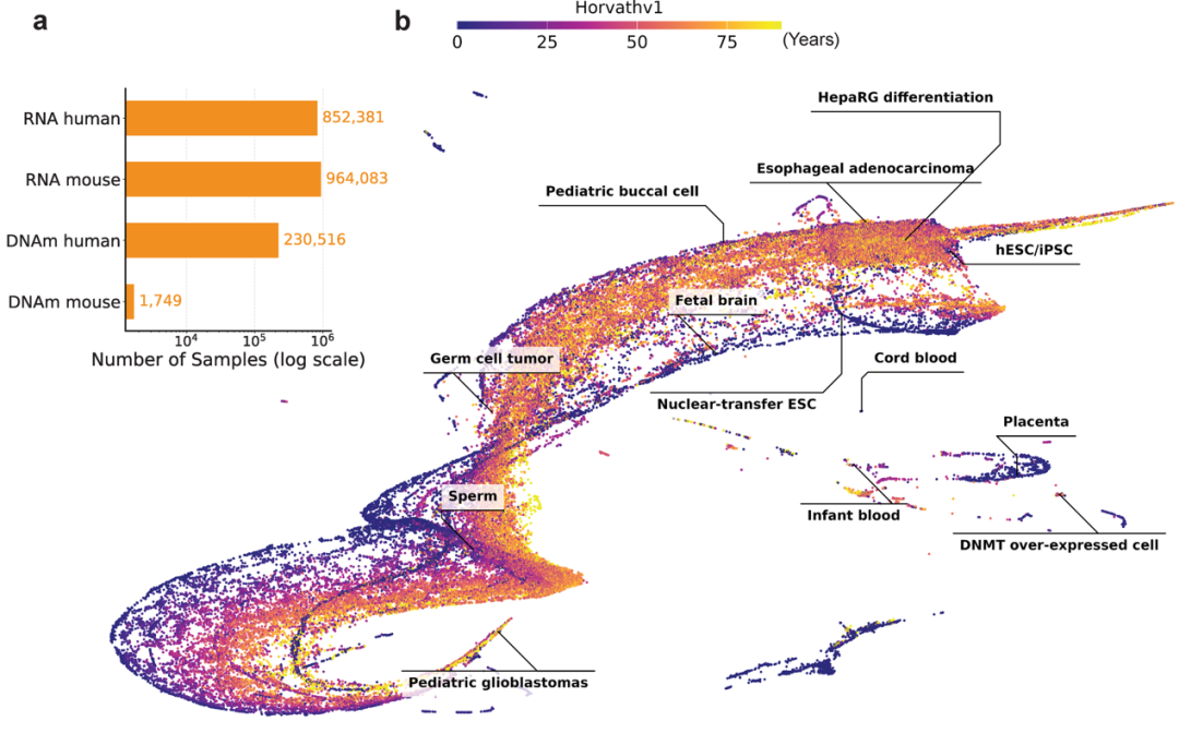 AI帮人类发现长寿药！95后科学家开发抗衰大模型，揭示数千种可逆转生物年龄的干预措施