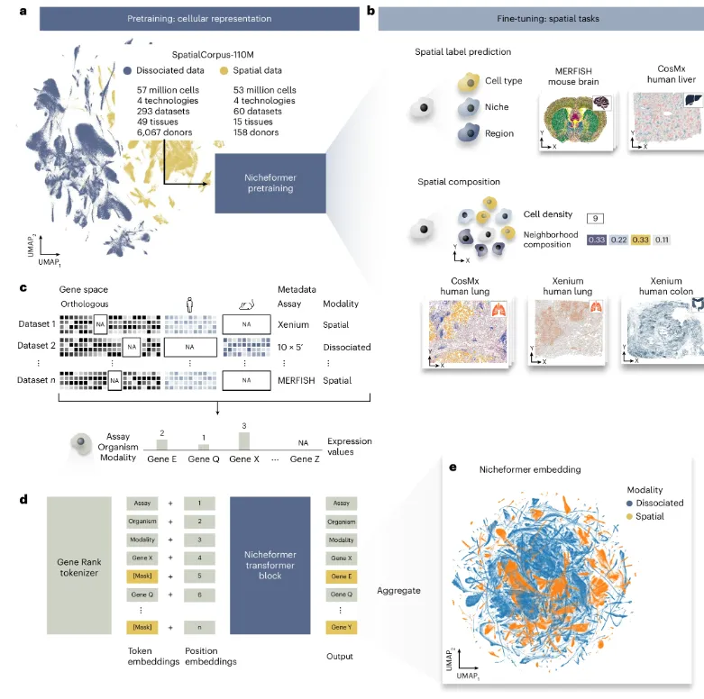 改写游戏规则!全球首个单细胞空间基础模型Nicheformer开源,1.1亿细胞训练!团队:迈向「虚拟细胞」重要一步