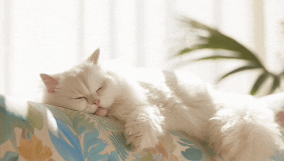 全新创作平台SkyReels来了！一张画布+一个对话框包办AI视频创作全流程