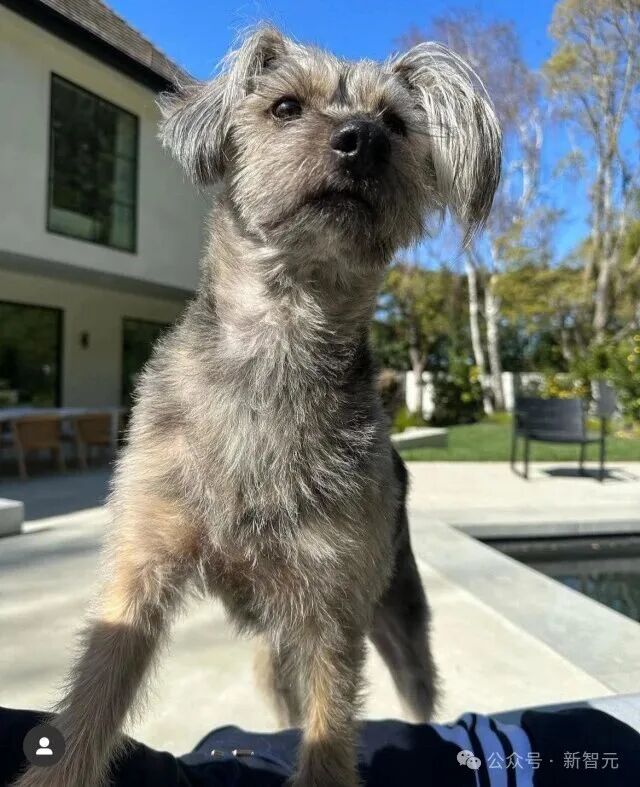 狗也被AI抢饭碗?好莱坞动物演员全下岗,观众直接翻脸了!