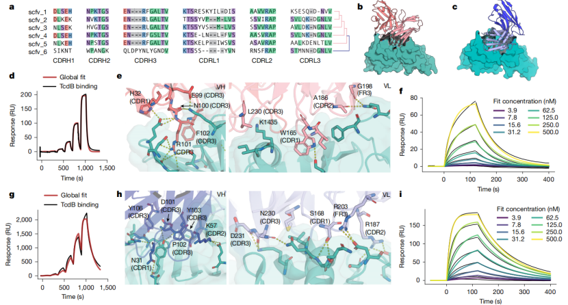 AI快速生成全新抗体设计图，可精确打击病毒要害，大卫·贝克最新研究或改变传染病应对模式
