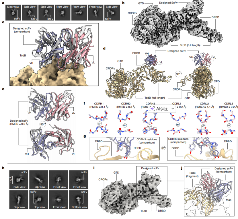 AI快速生成全新抗体设计图，可精确打击病毒要害，大卫·贝克最新研究或改变传染病应对模式