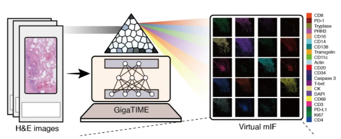 Cell重磅！微软开源首个AI肿瘤免疫模型，仅需几美元成本，一键看穿癌症底细！