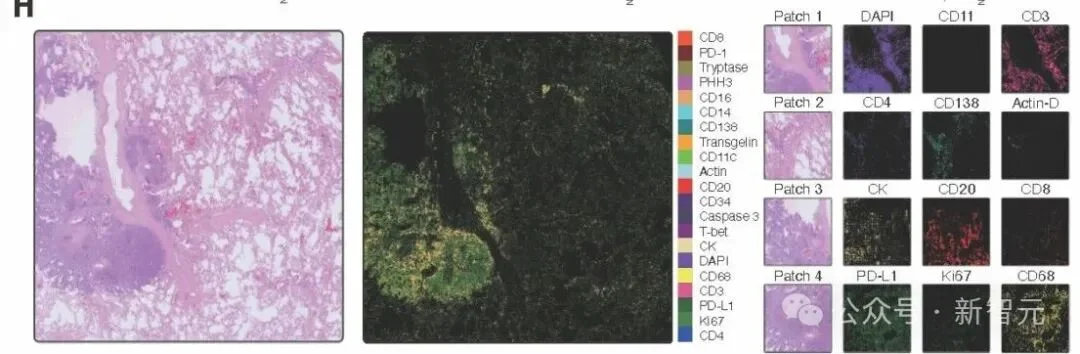 微软GigaTIME登上《Cell》:5美元切片变成免疫图谱