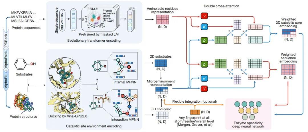 科学家推出全球首个酶-底物三维复合体数据库,酶工程进入超高预测的AI时代!