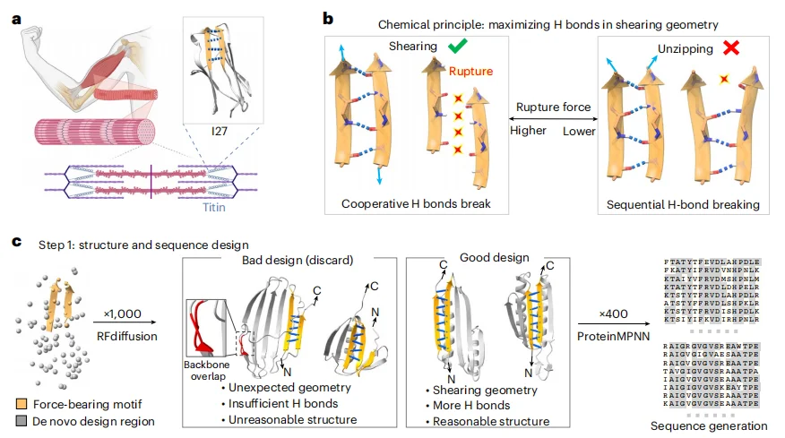中国科学家用AI造出不怕开水的蛋白质,无惧150℃高温,比肌肉强韧4倍