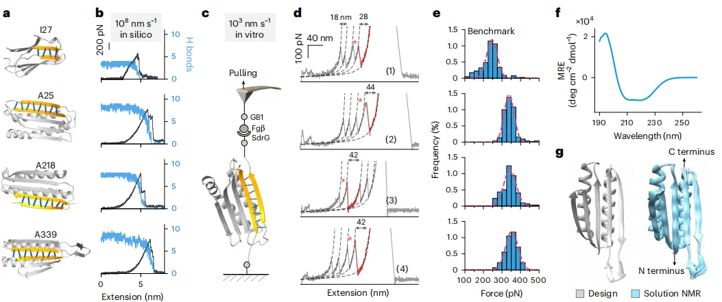 中国科学家用AI造出不怕开水的蛋白质,无惧150℃高温,比肌肉强韧4倍