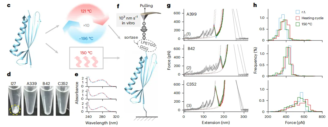 中国科学家用AI造出不怕开水的蛋白质,无惧150℃高温,比肌肉强韧4倍