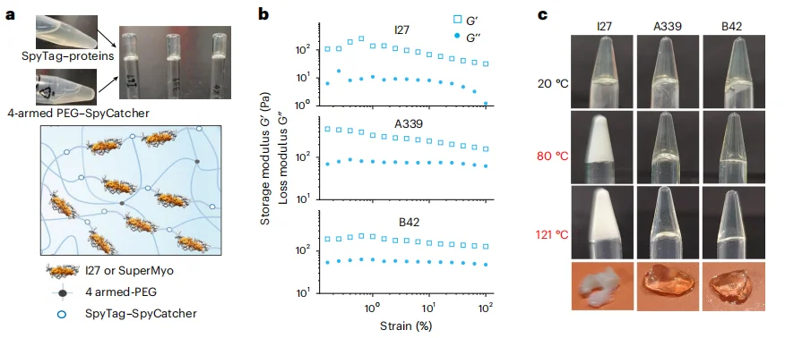 中国科学家用AI造出不怕开水的蛋白质,无惧150℃高温,比肌肉强韧4倍