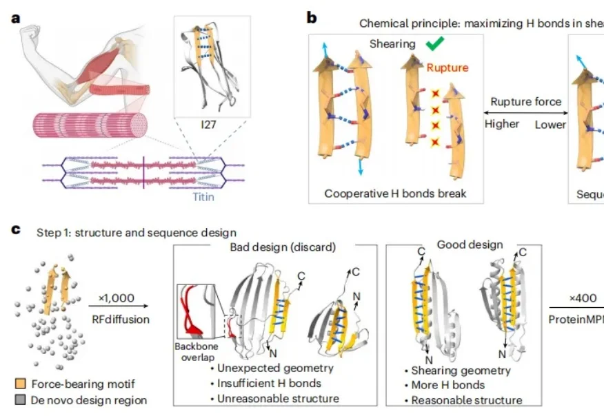 中国科学家用AI造出不怕开水的蛋白质，无惧150℃高温，比肌肉强韧4倍
