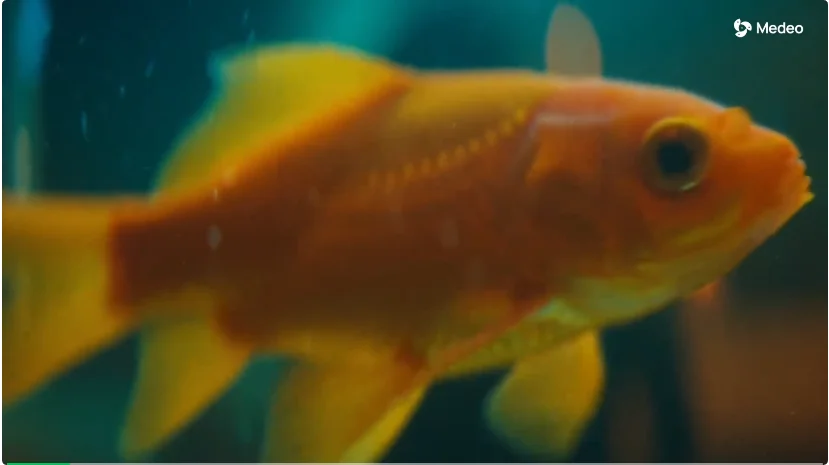 建议Medeo改名剪映(删减版)