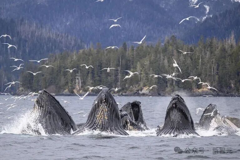 Nature重磅:智能的尽头是算力!谷歌大佬承认「预测下一个词即智能」