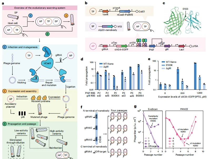 清华双成果颠覆蛋白质设计:AI 压缩序列空间,全自动进化工厂实现设计验证闭环