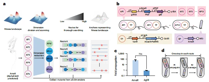 清华双成果颠覆蛋白质设计:AI 压缩序列空间,全自动进化工厂实现设计验证闭环