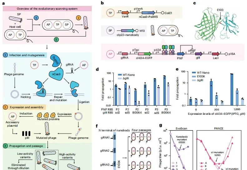 清华双成果颠覆蛋白质设计：AI 压缩序列空间，全自动进化工厂实现设计验证闭环