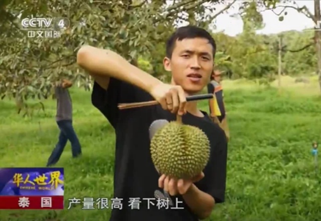 中国年轻人,开始用AI在东南亚种榴莲