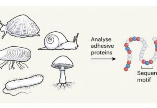 Nature最新封面:AI“造”水凝胶,粘连一切