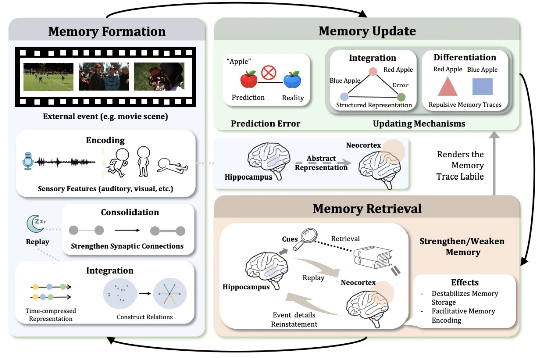 打破学科壁垒！400篇参考文献重磅综述，统一调查「人脑×Agent」记忆系统