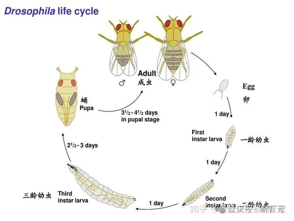 35天，版本之子变路人甲：AI榜单太残酷！